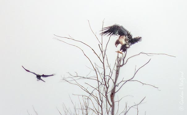 Juvenile Bald Eagle Displacing A Crow DSCN117794