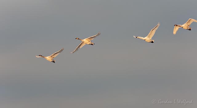 Four Trumpeter Swans In Flight DSCN118413