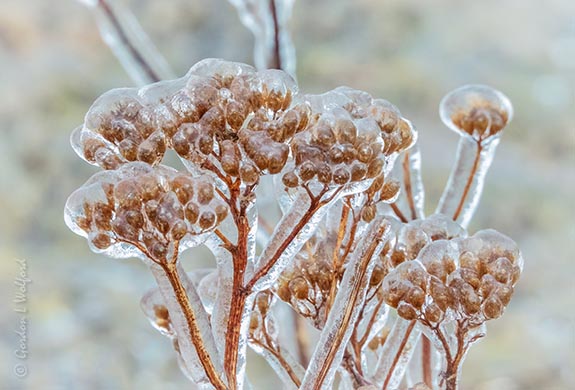 Iced Winter Plant DSCN118627