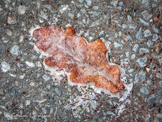 Iced Fallen Autumn Oak Leaf DSCN118893