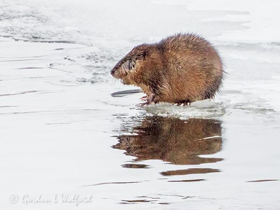 Muskrat On Ice DSCN120187