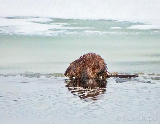 Muskrat On Ice At Breakfast DSCN120528