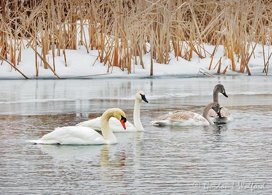 Mute & Trumpeter Swans DSCN120975