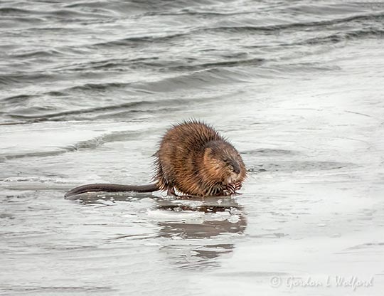 Muskrat At Breakfast On Ice DSCN121036