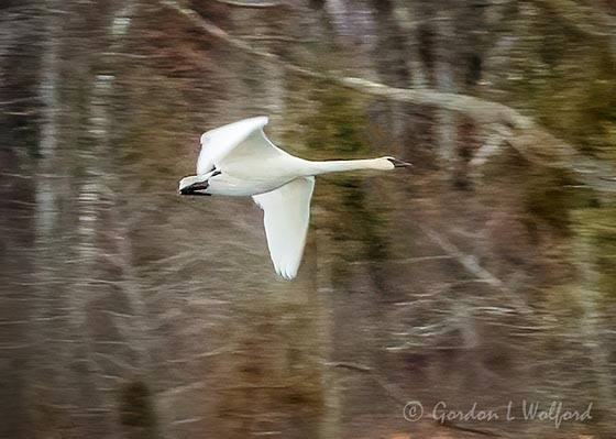 Trumpeter Swan In Flight DSCN121370