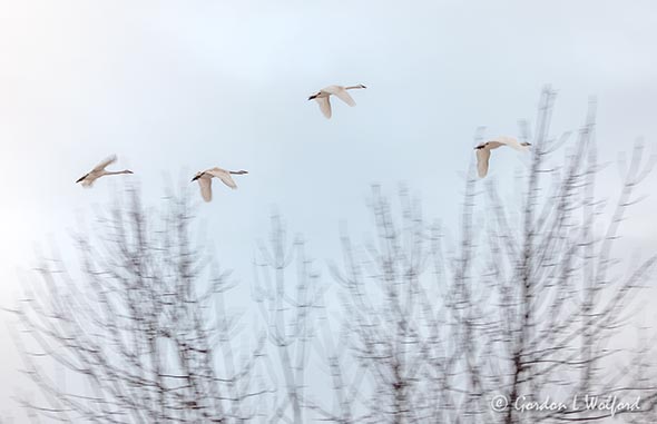 Four Trumpeter Swans Flying Beyond Trees DSCN121353