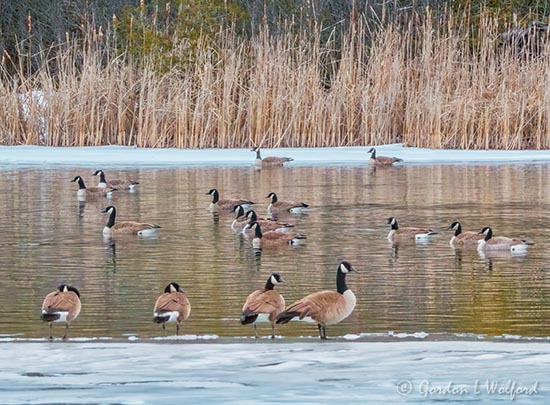 Seventeen Canada Geese DSCN121592