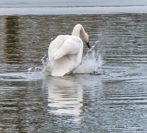 Trumpeter Swan Kicking Up The Bottom DSCN121525