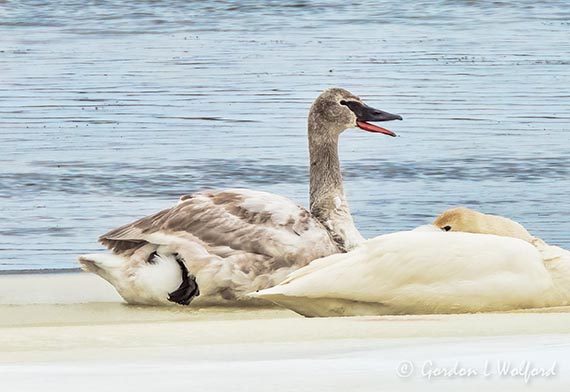 Juvenile Trumpeter Swan Yawning DSCN121756