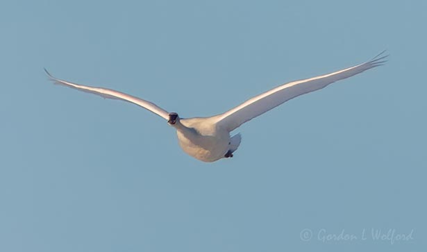 Trumpeter Swan In Flight DSCN122256