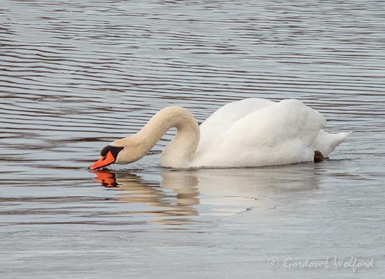 Mute Swan Tasting The Water DSCN122491