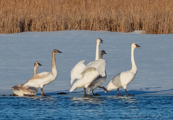 Trumpeter Swans In An Uproar DSCN122257-8