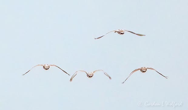 Four Trumpeter Swans In Flight Rear View DSCN123143