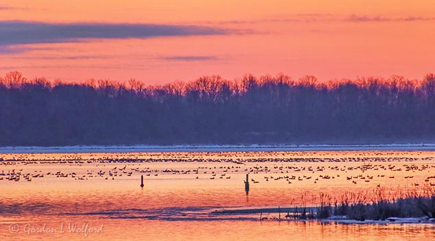 Overnighting Migrating Canada Geese At Sunrise 90D59611