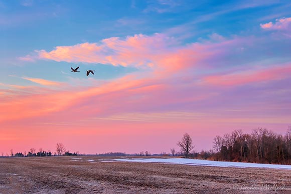 Two Geese In Flight At Sunrise 90D60347-51