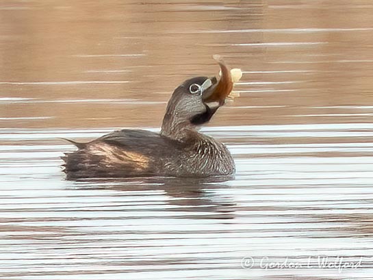 Pied-billed Grebe With Catch DSCN124885