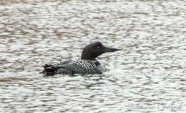 Common Loon DSCN124918