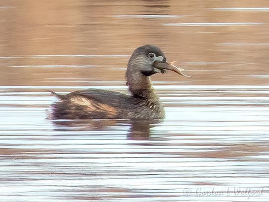Pied-billed Grebe With Catch DSCN124886