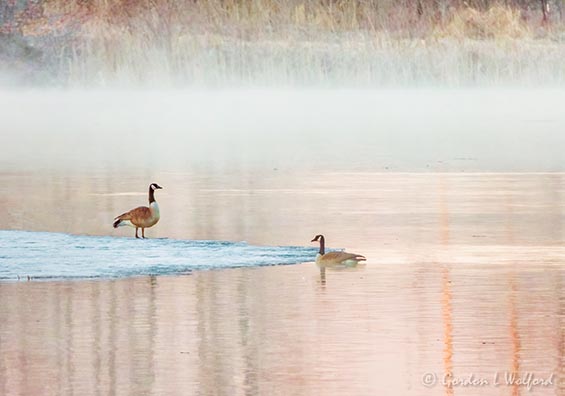 Misty Water Beyond Two Geese At Sunrise DSCN125577