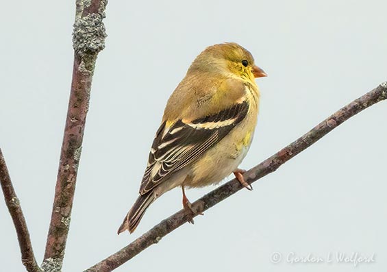 American Goldfinch DSCN125821