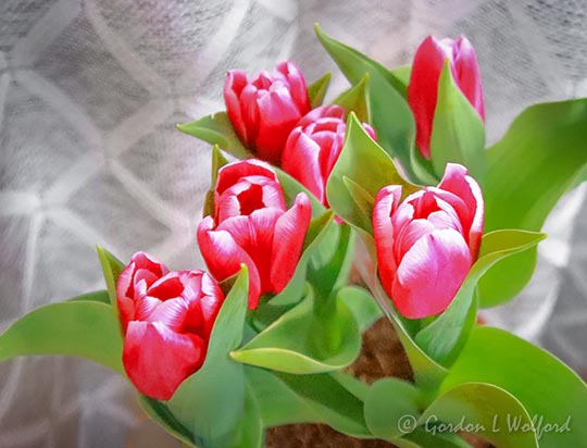 Six RedWhite Tulips 90D62125