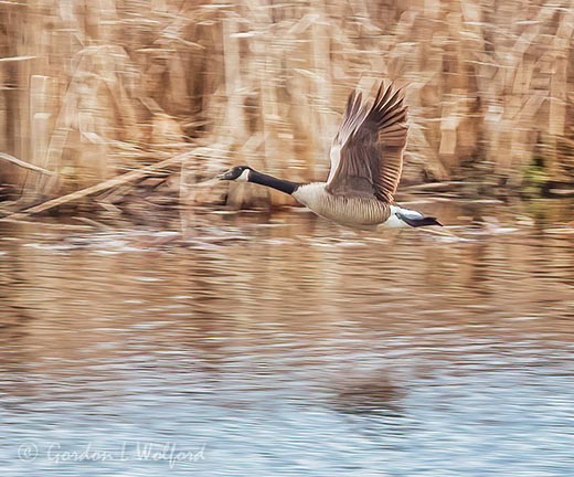 Canada Goose In Flight DSCN126552