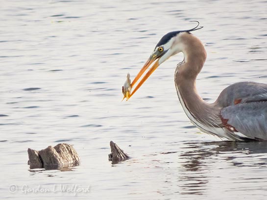 Great Blue Heron With A Catch DSCN126940