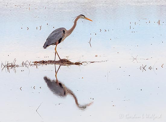 Great Blue Heron On A Mound Reflected DSCN127177
