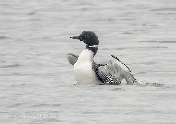 Common Loon With Spread Wings DSCN127736