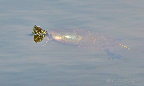 Painted Turtle Swimming DSCN129882