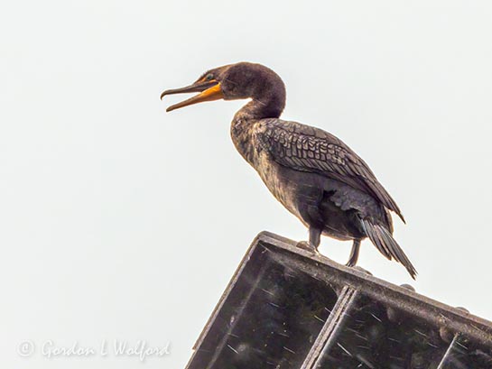 Laughing Immature Cormorant DSCN130552
