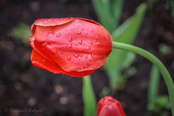 2023 Tulip Festival 90D65936