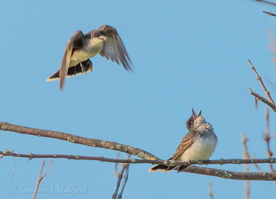 Two Eastern Kingbirds DSCN131495