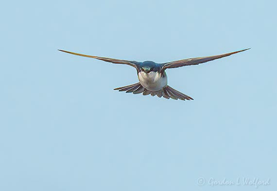 Tree Swallow In Flight DSCN131507