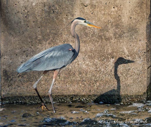 Great Blue Heron & Shadow DSCN131886