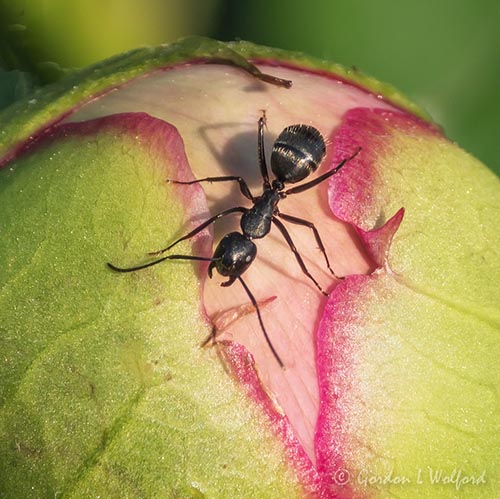 Ant On A Peony Bud DSCN132572