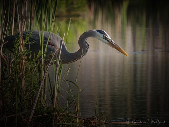 Great Blue Heron Poised To Strike DSCN132205