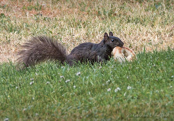 Squirrel With A Bagel DSCN133778