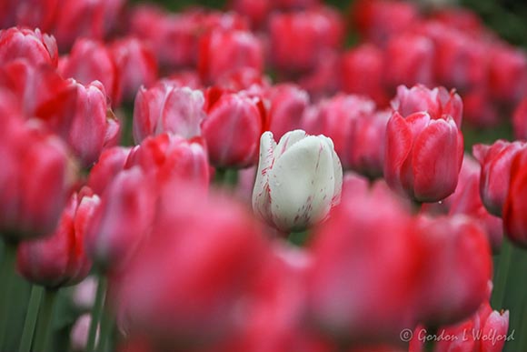 2023 Tulip Festival 90D66029