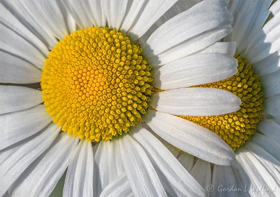 Two Daisies DSCN135548