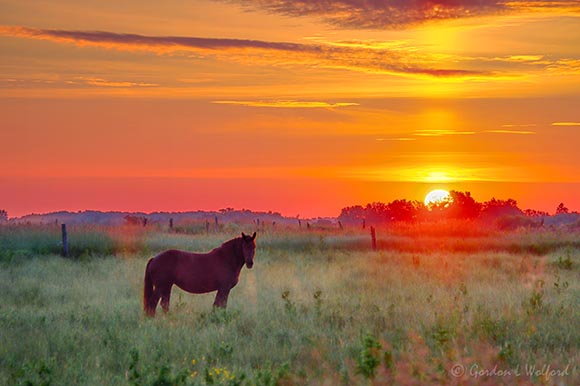 Sunrise Beyond Equine Pal 90D70773-7