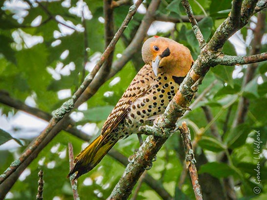 Male Northern Flicker DSCN137057