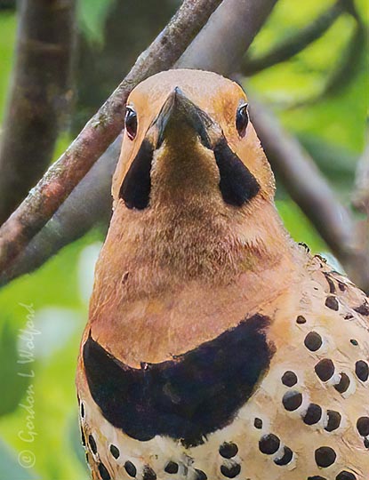 Male Northern Flicker Closer DSCN137067