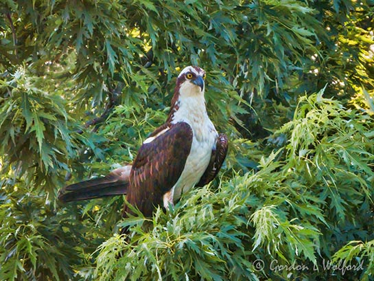 Osprey In A Tree DSCN137312