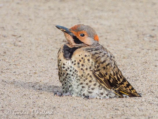 Male Northern Flicker On The Ground DSCN137506