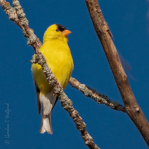Male American Goldfinch DSCN137647