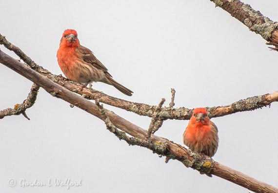 Two Male House Finches DSCN138988