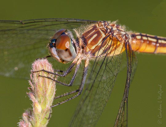 Blue Dasher Closeup DSCN139889