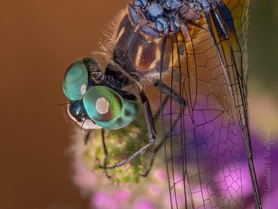 Blue Dasher Closeup DSCN139850