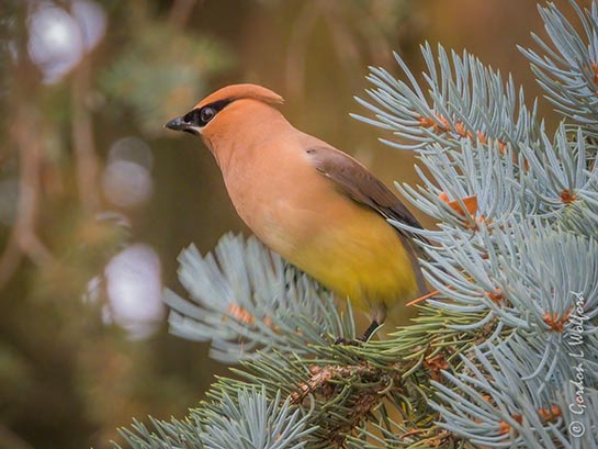 Cedar Waxwing On A Fir Tree DSCN140225